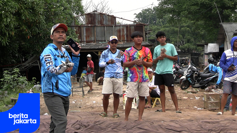Burung Merpati rev.mp4