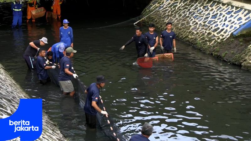 Petugas Gabungan Tangkap Ikan Sapu-Sapu di Kali Plaza Indonesia