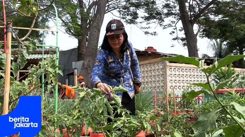 Kebun Lestari Sunter Agung Terus Gencarkan Ketahanan Pangan
