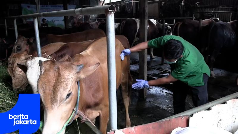Jelang Iduladha, Sudin KPKP Jaktim Periksa Hewan Kurban
