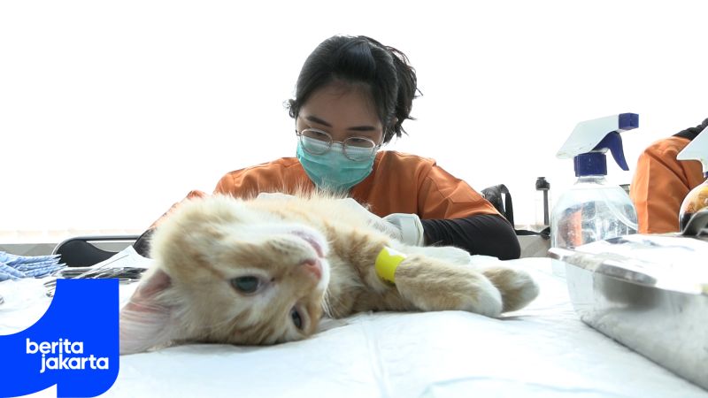 1.554 Ekor Kucing Disterilisasi Sudin KPKP Jakarta Pusat