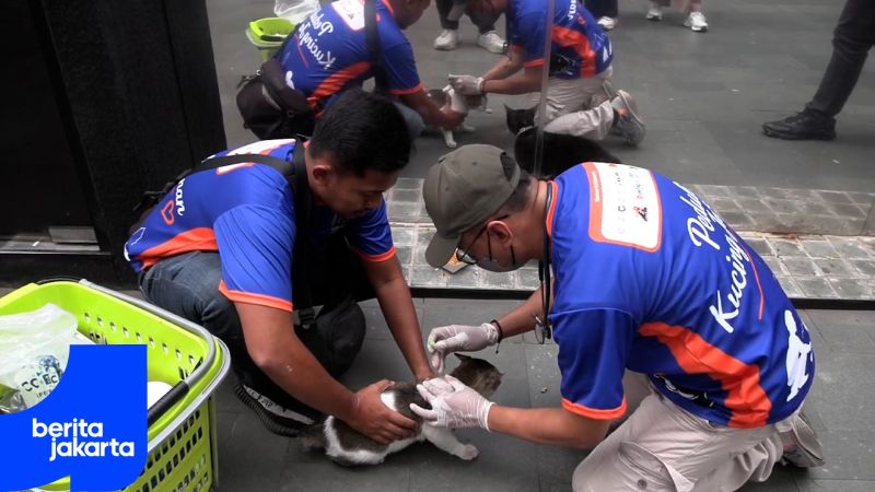 Kucing Liar di Blok M Diberi Layanan Kesehatan