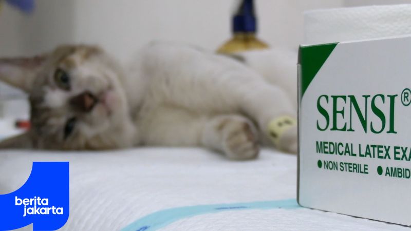 Warga Antusias Ikut Layanan Sterilisasi Kucing Gratis