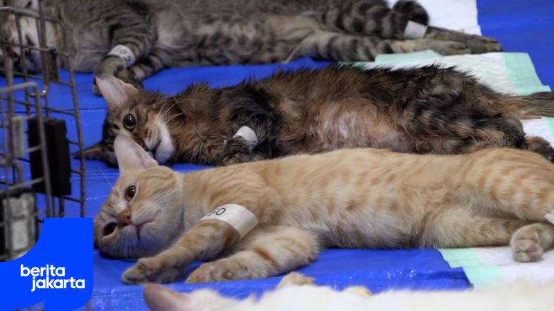 kucing.mp4
