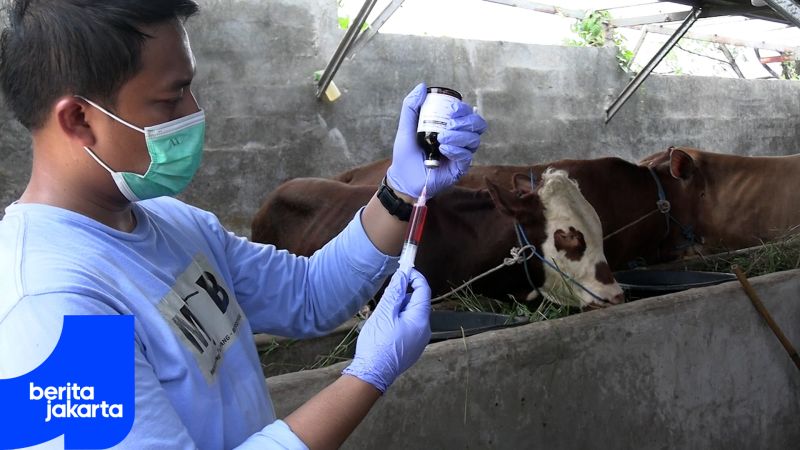 Ahead of Eid al-Adha, North Jakarta Begins Inspecting Sacrificial Animals