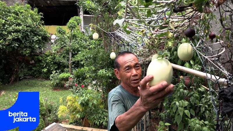 Meyambangi Urban Farming Taman Makam Seroja Kebon Jeruk
