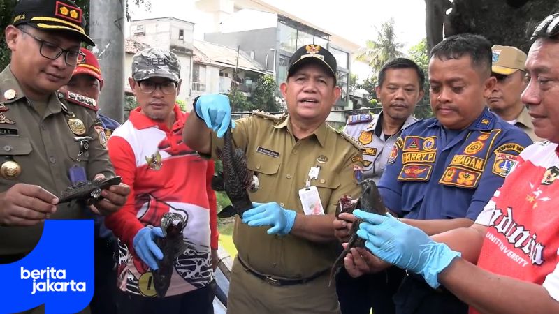 Matraman Incentivizes Residents to Catch Suckermouth Catfish