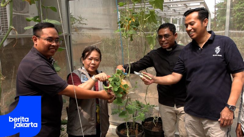 Sudin KPKP Jakut Gelar Panen Perdana Melon Golden Alisha