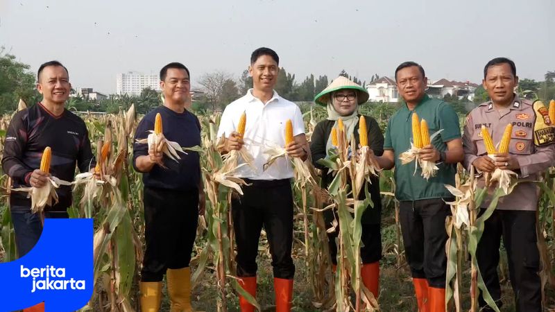 East Jakarta Reaps Massive Rice and Corn Harvest
