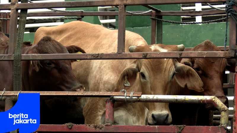 Perkuat Stok Pangan, Pemprov DKI Datangkan 3.139 Ekor Sapi Australia