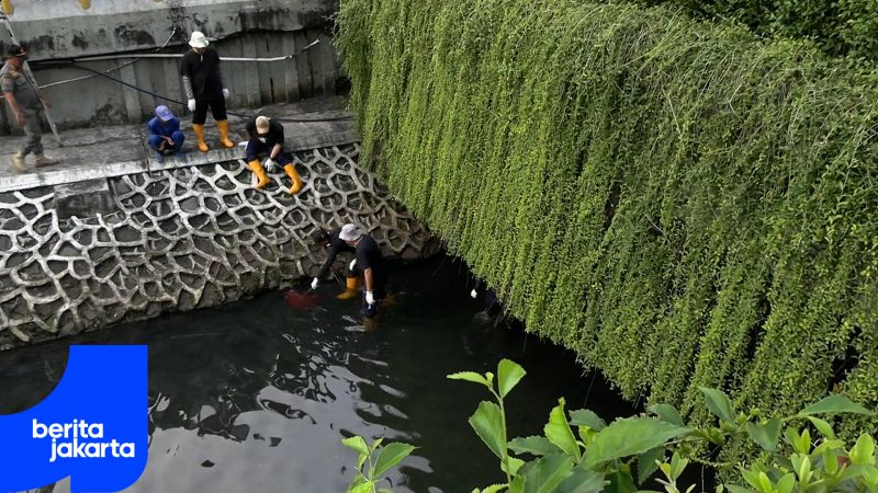 Pemprov DKI Bakal Gelar Rapat Khusus Basmi Ikan Sapu-Sapu