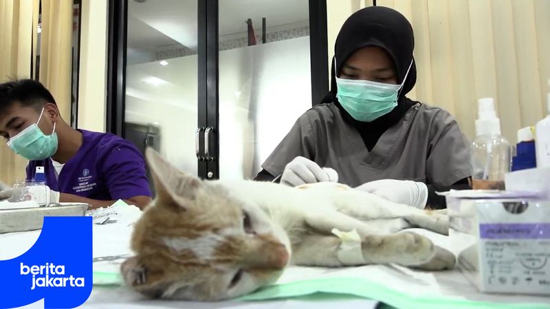 World Rabies Day, West Jakarta KPKP Holds Cat Sterilization Program