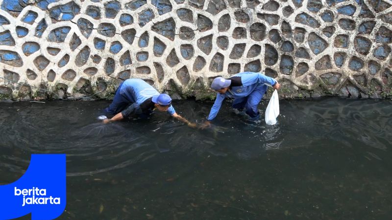 Sudin KPKP Jakpus Musnahkan 800 Kilogram Ikan Sapu-Sapu
