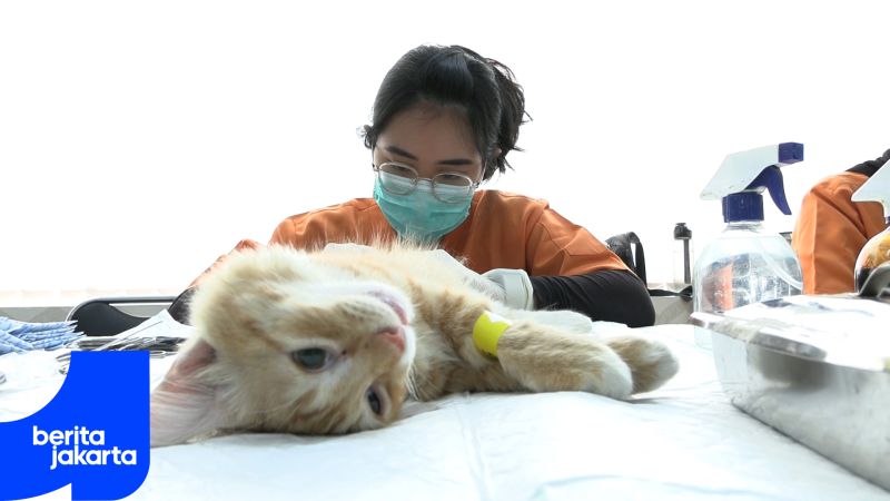 Warga Menteng Antusias Ikut Layanan Sterilisasi Kucing Gratis