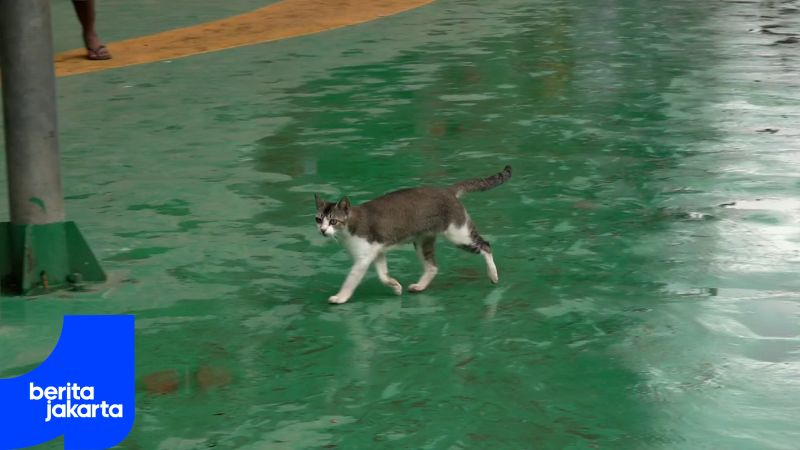 Sudin KPKP Jaktim Targetkan 2.200 Ekor Kucing Disterilisasi di Tahun 2026