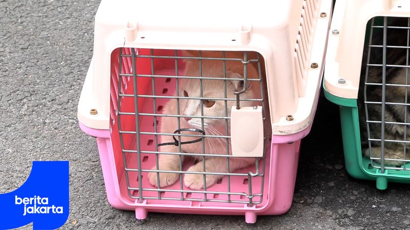 Sepanjang 2026, Sudin KPKP Jakut Sterilisasi 1.699 Ekor Kucing