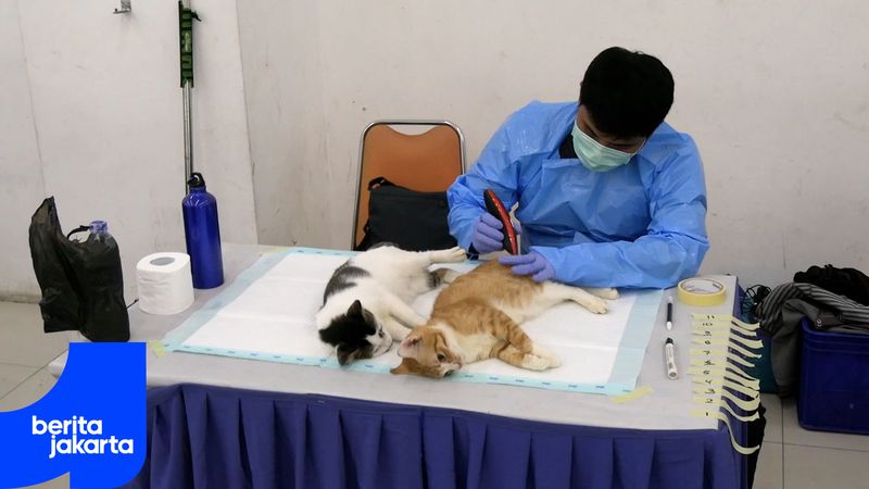 Sudin KPKP Jakpus Targetkan Sterilisasi 1.700 Kucing Jantan pada 2026