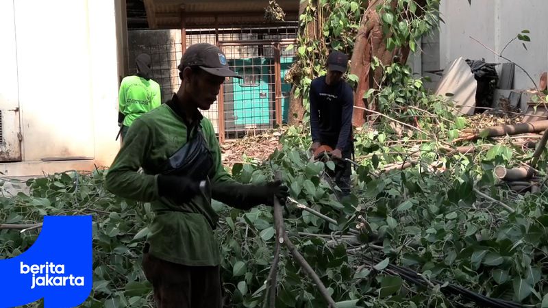 Sudin Tamhut Jaktim Tangani 12.616 Kasus Pohon Tumbang